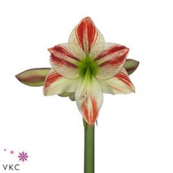 Amaryllis weiss/rot Ambiance 