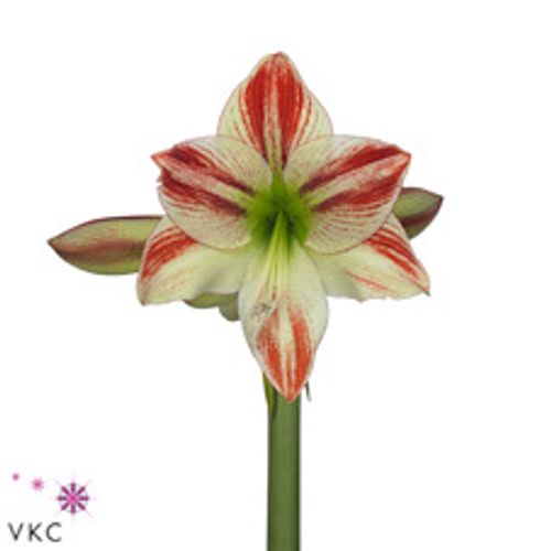 Amaryllis weiss/rot Ambiance 