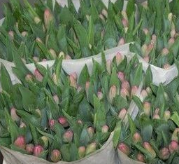 Tulpe rosa Amata 36 Gramm