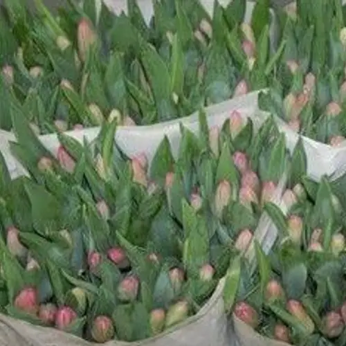Tulpe rosa Amata 36 Gramm