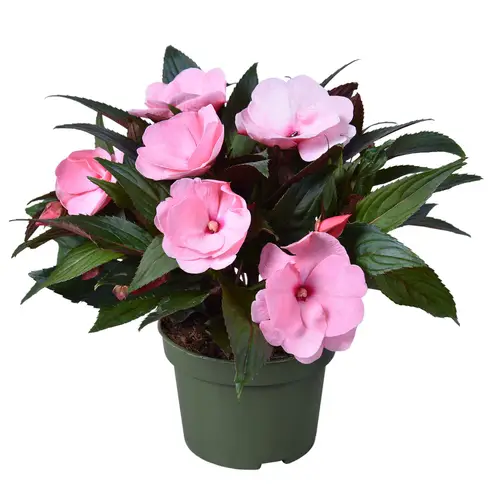 Impatiens Neu Guinea hell rosa T13 H025