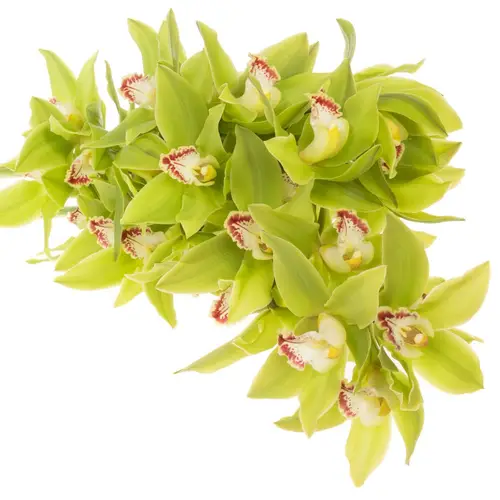 Cymbidium grün Giant 60cm 9+Blüte