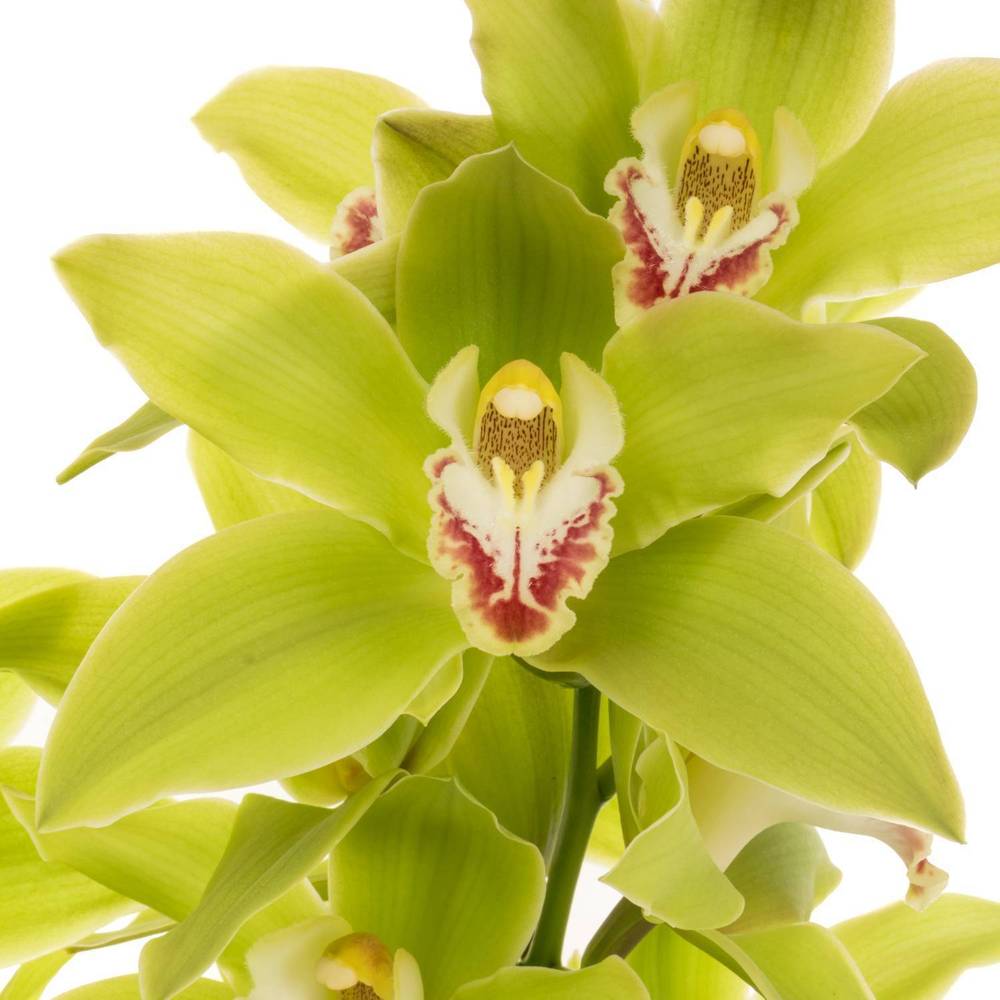Cymbidium grün Giant 60cm 9+Blüte