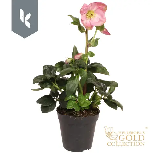 Helleborus HGC rosa Winter Ballet Grossbl. T13 H035