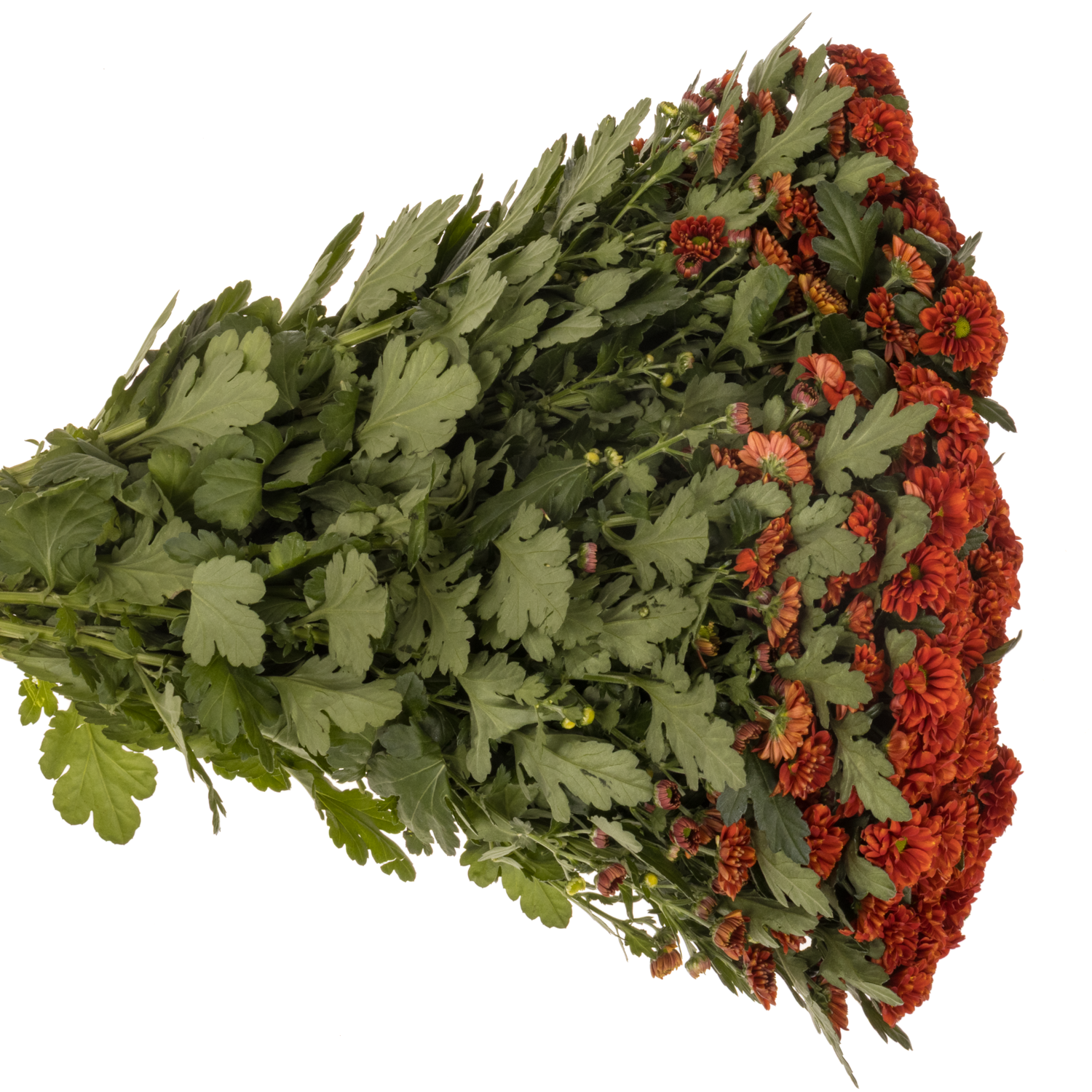 Santini orange Melissa 1100 Gramm 55cm