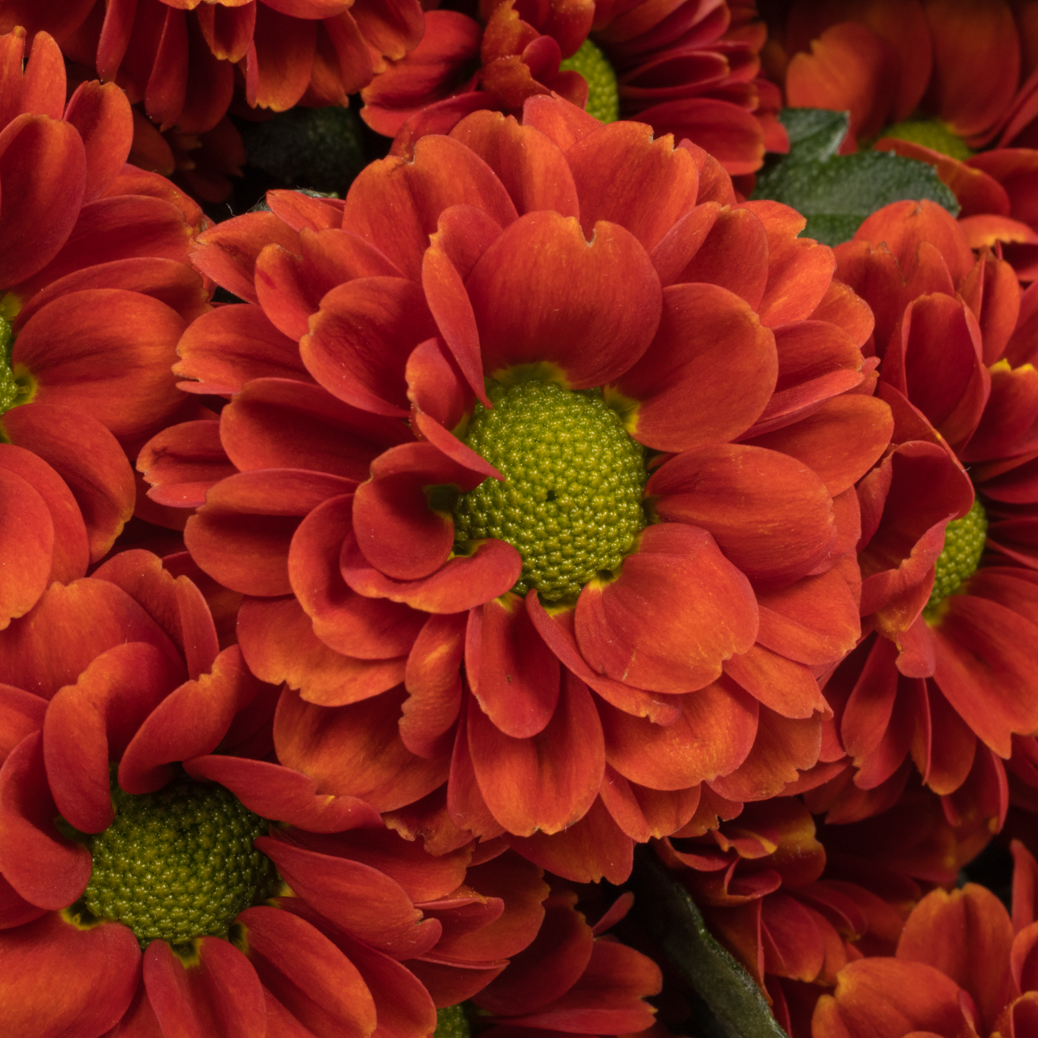 Santini orange Melissa 1100 Gramm 55cm