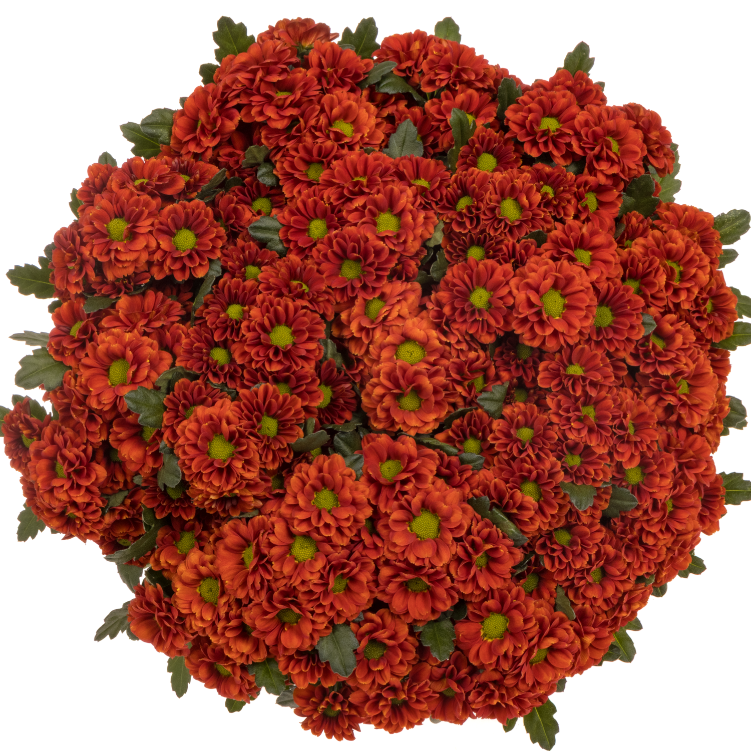 Santini orange Melissa 1100 Gramm 55cm