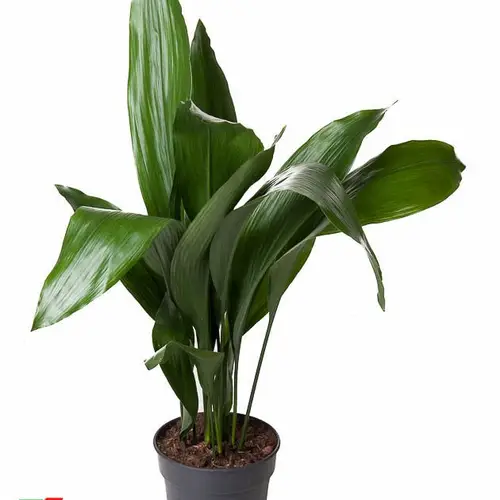 Aspidistra Elia T21 H90