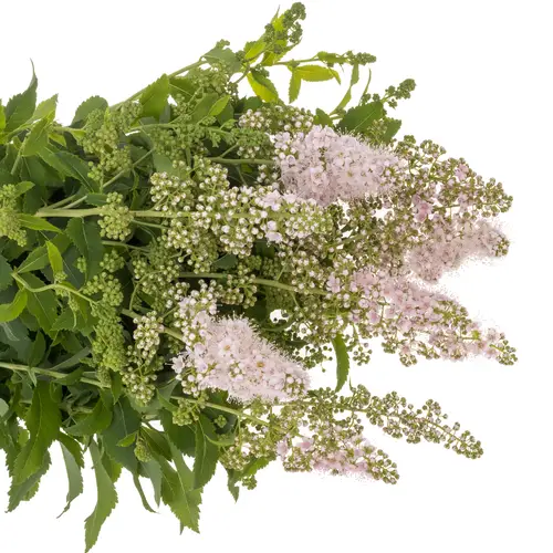 Spirea hell rosa Pink Innocent 40cm