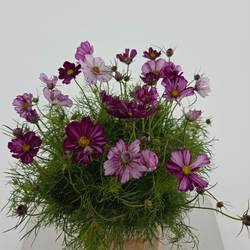 Cosmos Gemischt
