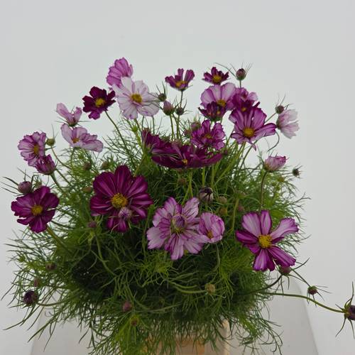 Cosmos Gemischt