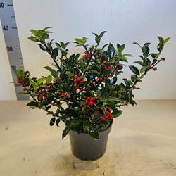 Ilex Blue Maid Strauch mit Beere T17 H040