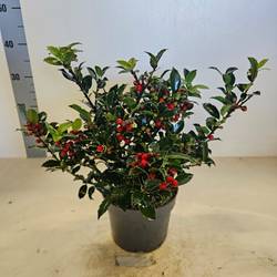 Ilex Blue Maid Strauch mit Beere T17 H040