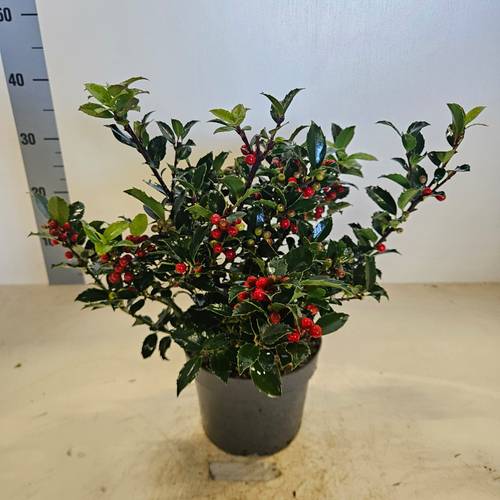 Ilex Blue Maid Strauch mit Beere T17 H040