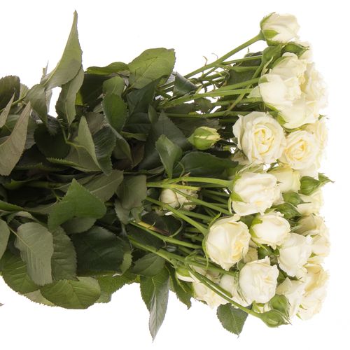 Rose verzweigt creme Belarus 3+Blüte 50cm