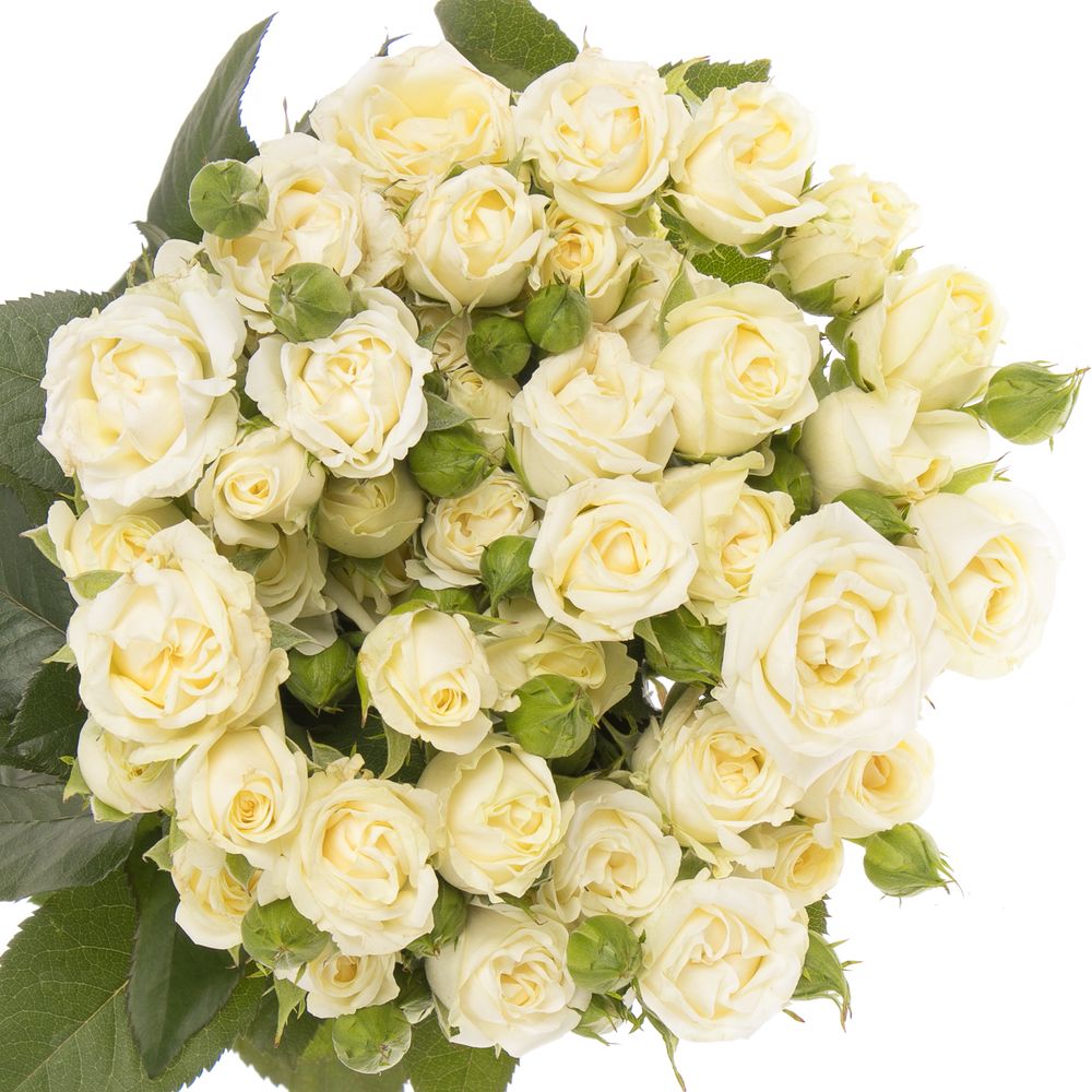 Rose verzweigt creme Belarus 3+Blüte 50cm
