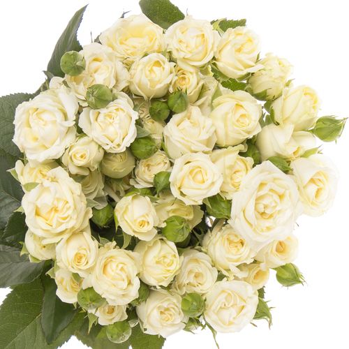 Rose verzweigt creme Belarus 3+Blüte 50cm