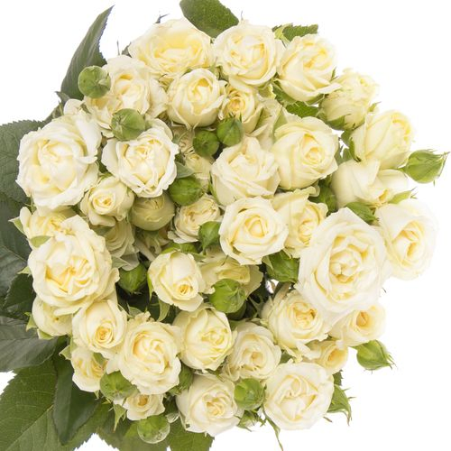 Rose verzweigt creme Belarus 3+Blüte 50cm