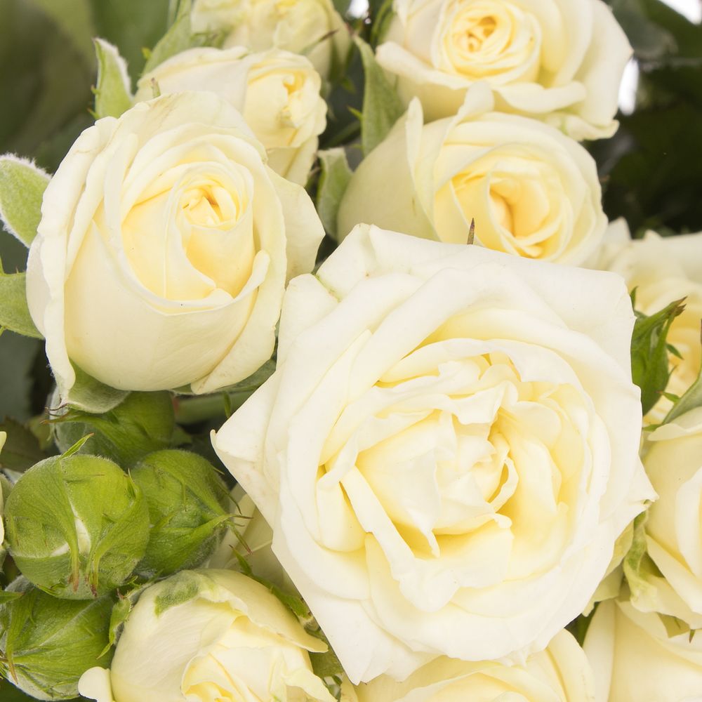 Rose verzweigt creme Belarus 3+Blüte 50cm