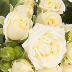 Rose verzweigt creme Belarus 3+Blüte 50cm