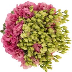 Lisianthus rosa pink Alissa waalzicht