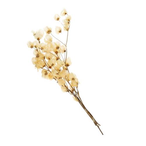 Trocken Bougain. lachs L45-55cm