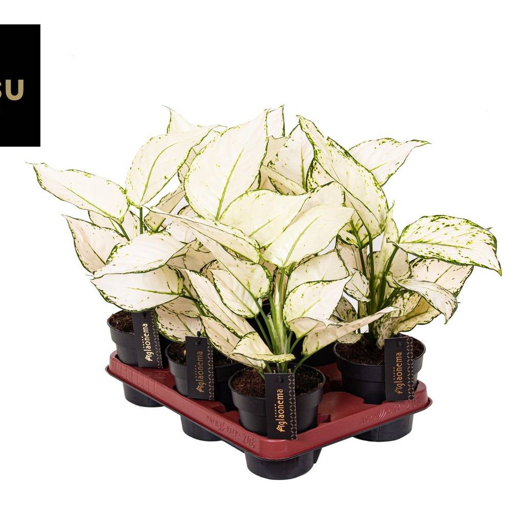Aglaonema weiss Joy T12 H035