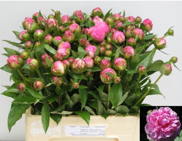 Pfingstrose dunkel rosa gefüllt Fleming verzweigt 55cm