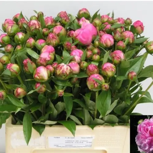 Pfingstrose dunkel rosa gefüllt Fleming verzweigt 55cm