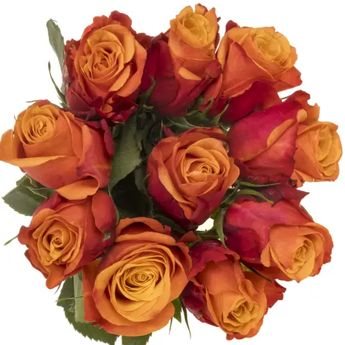 Rose orange/rot Firelight 70cm