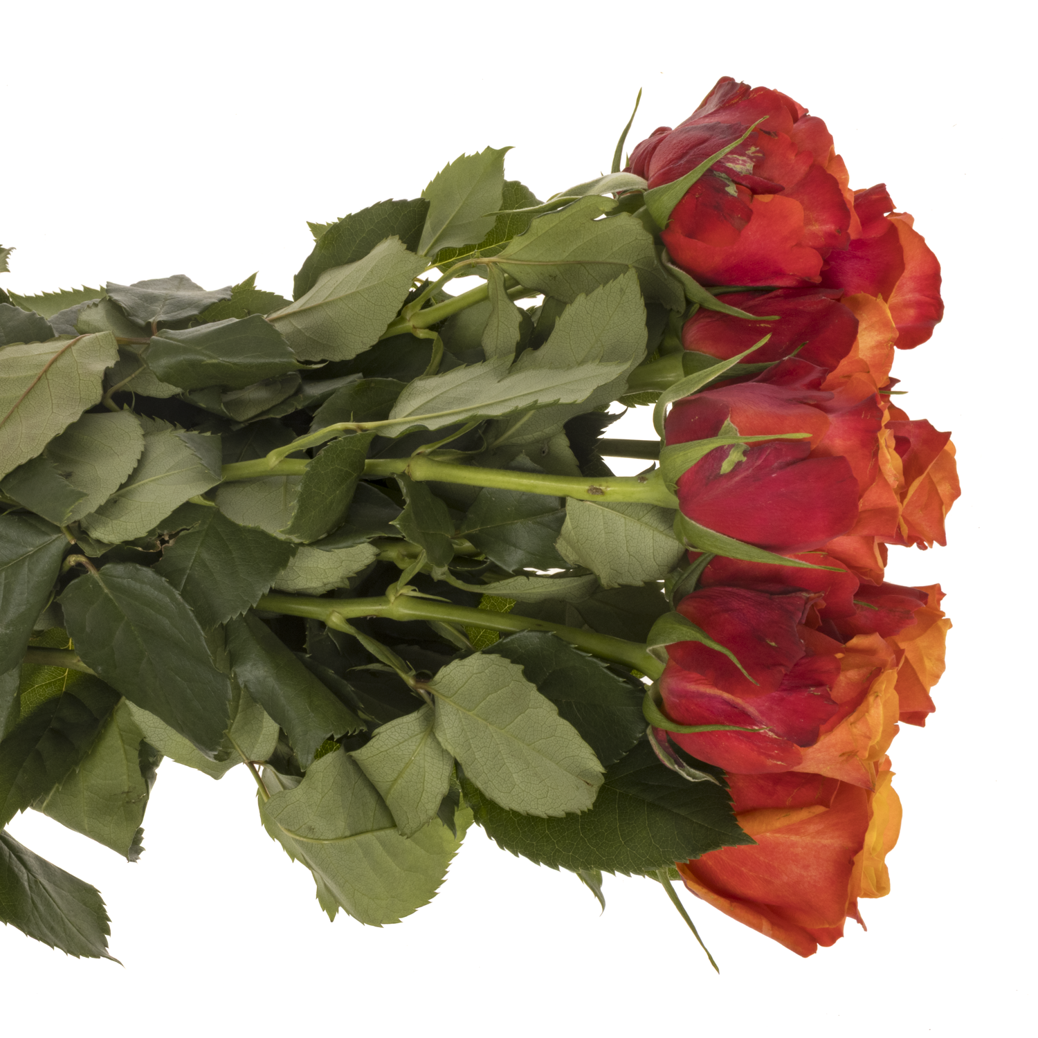 Rose orange/rot Firelight 70cm