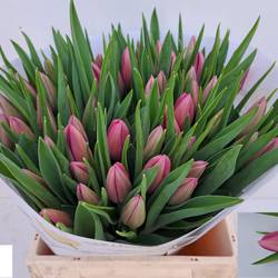 Tulpe lila Kiska 44 Gramm