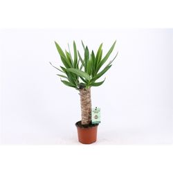 Yucca 1er 25cm 3+ T12 H50