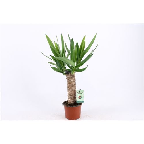 Yucca 1er 25cm 3+ T12 H50