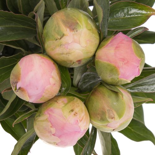 Pfingstrose rosa gefüllt Dinnerplate 60cm