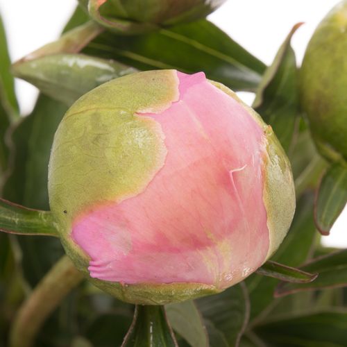 Pfingstrose rosa gefüllt Dinnerplate 60cm