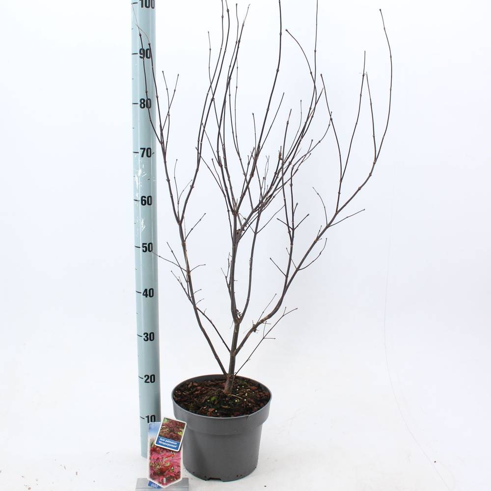 Acer Palmatum Atropurpureum T23 H080