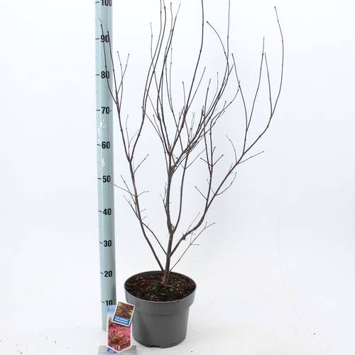 Acer Palmatum Atropurpureum T23 H080