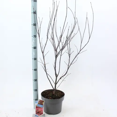 Acer Palmatum Atropurpureum T23 H080