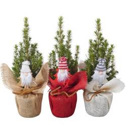 Picea Glauca Conica mix Jute PTK25326 T09 H030