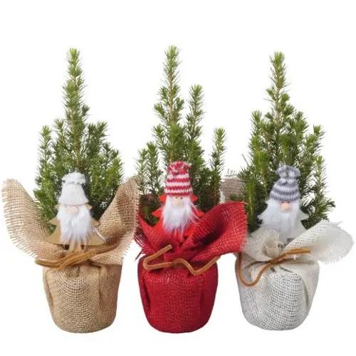 Picea Glauca Conica mix Jute PTK25326 T09 H030