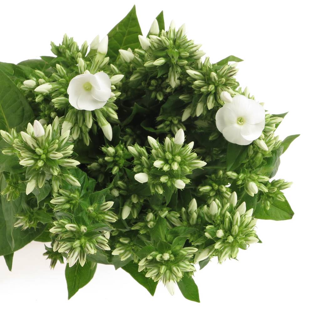 Phlox weiss Whitecap 60cm