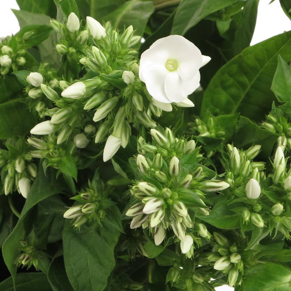 Phlox weiss Whitecap 60cm