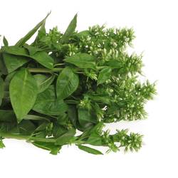 Phlox weiss Whitecap 60cm