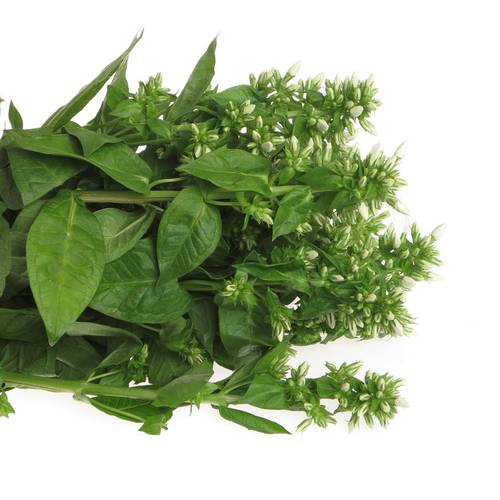 Phlox weiss Whitecap 60cm