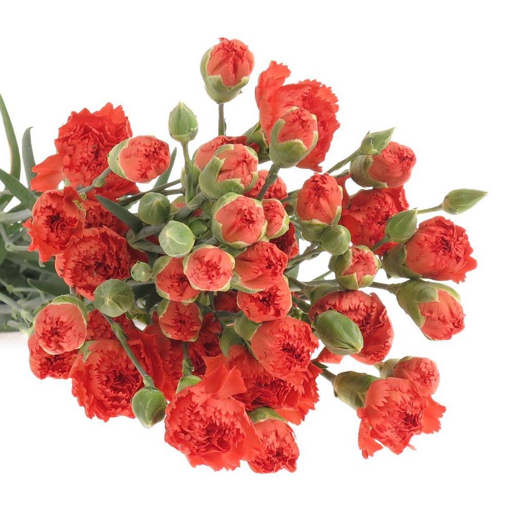 Spraynelke rot/orange Nandi 65cm