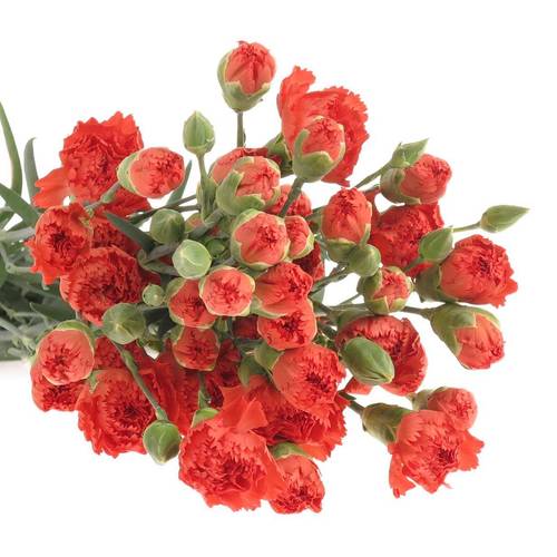 Spraynelke rot/orange Nandi 65cm