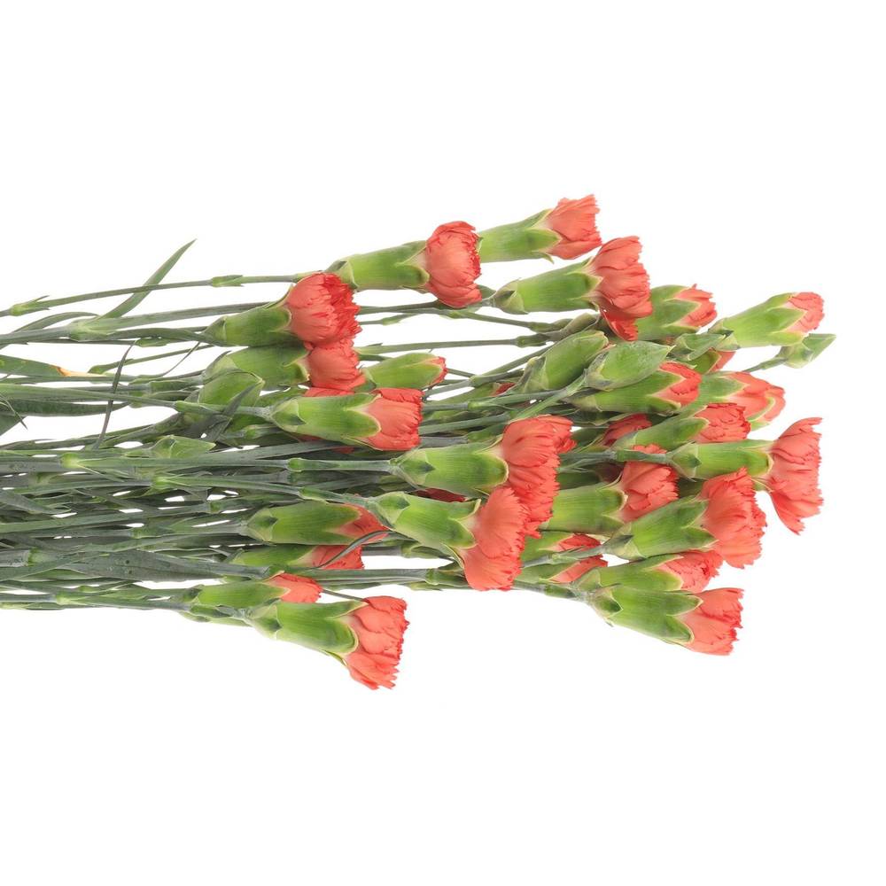 Spraynelke rot/orange Nandi 65cm