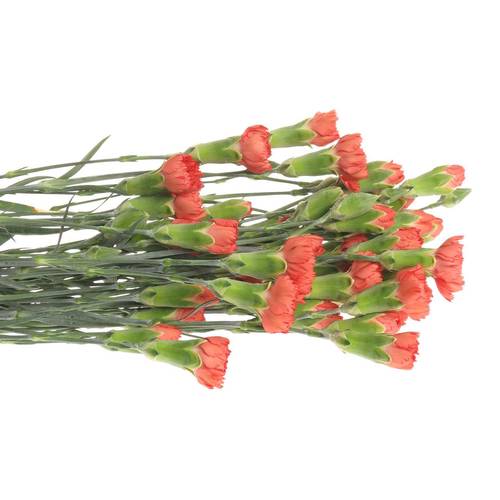 Spraynelke rot/orange Nandi 65cm