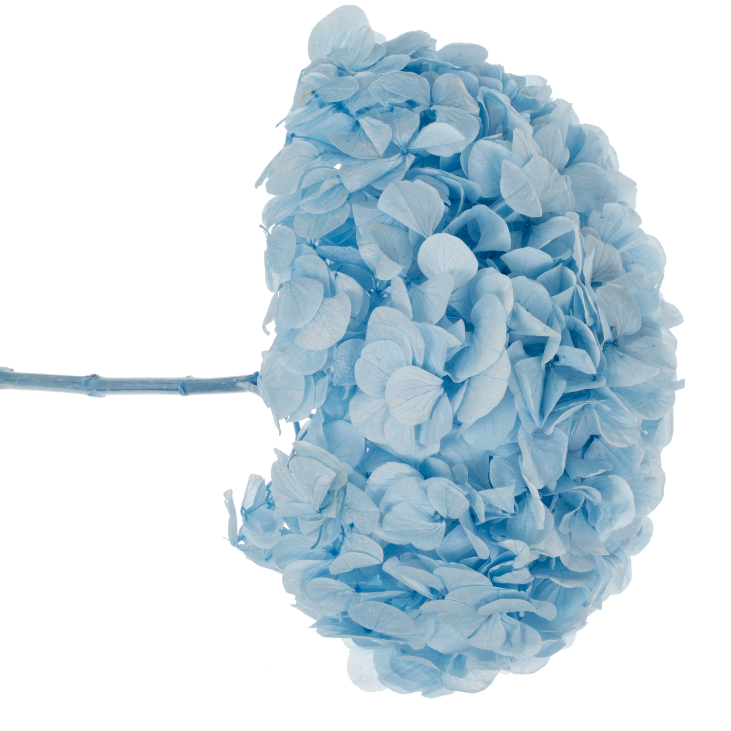 Präparierte Hortensie hellblau Blu-89